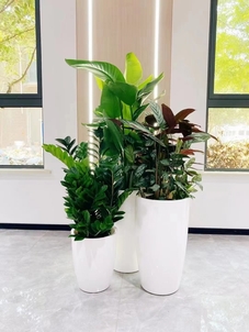 惊叹！江北花木租赁服务好到超乎想象